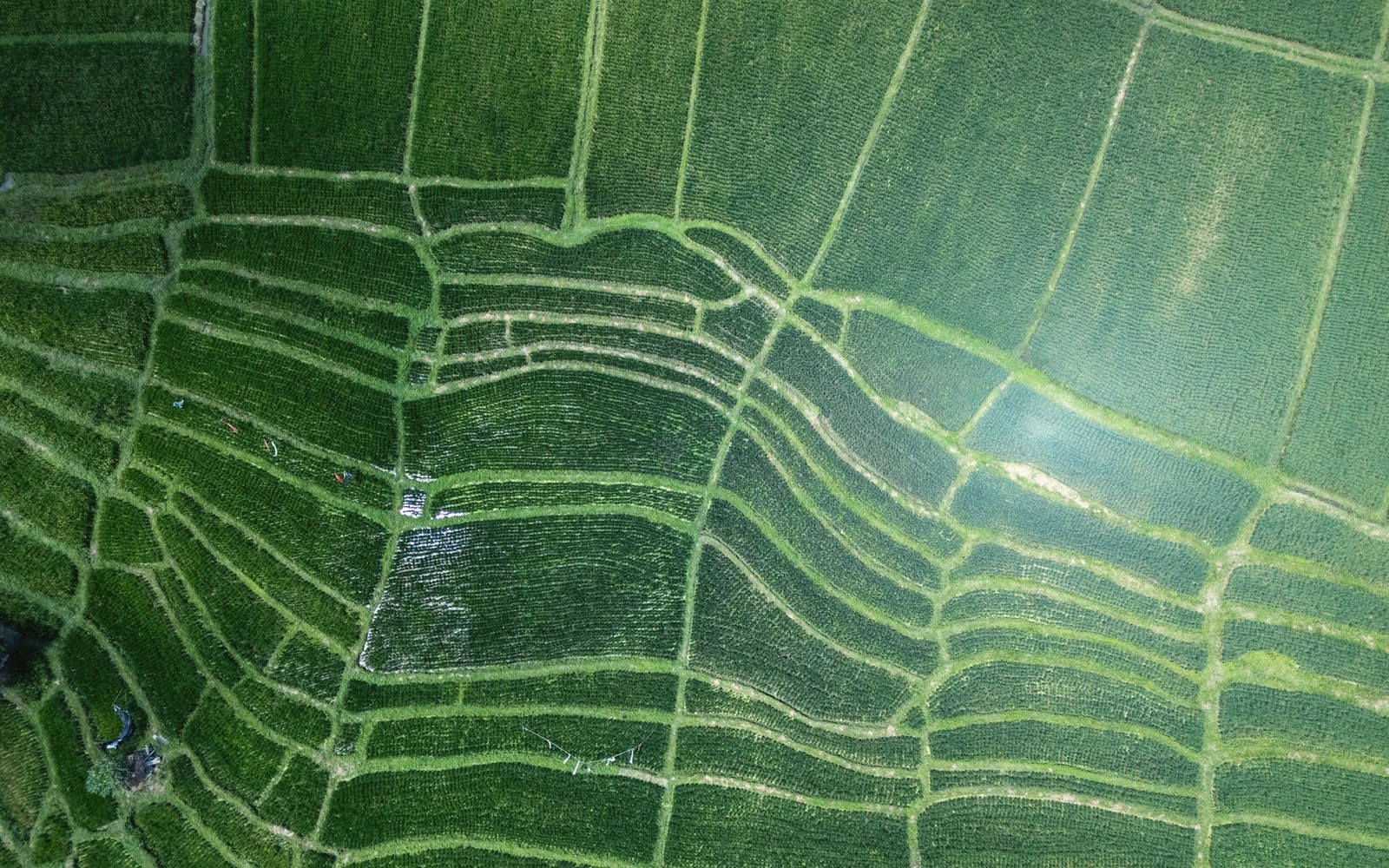 Rice, Region by Region